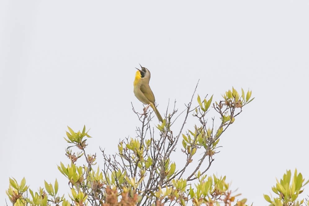 Common Yellowthroat - ML330123081