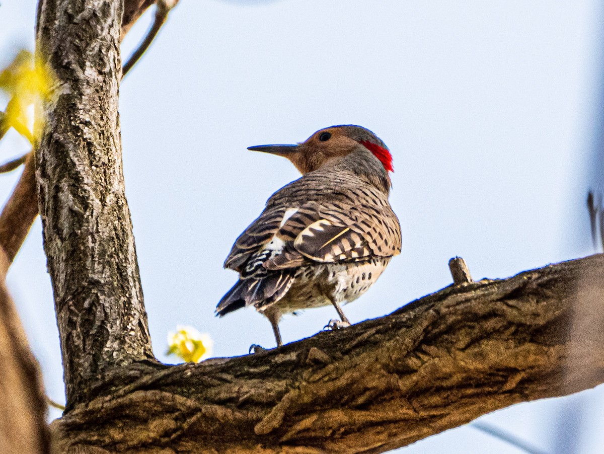Northern Flicker - ML330123091