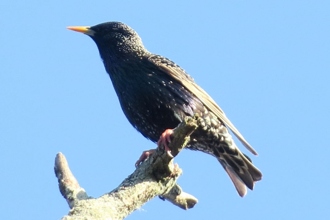 Arabazozo pikarta - ML330123181