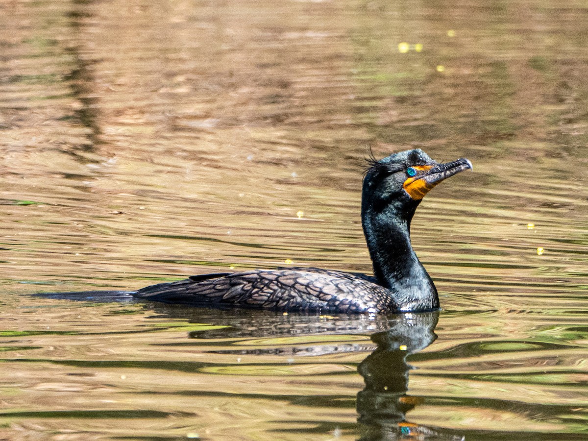 Double-crested Cormorant - ML330123231