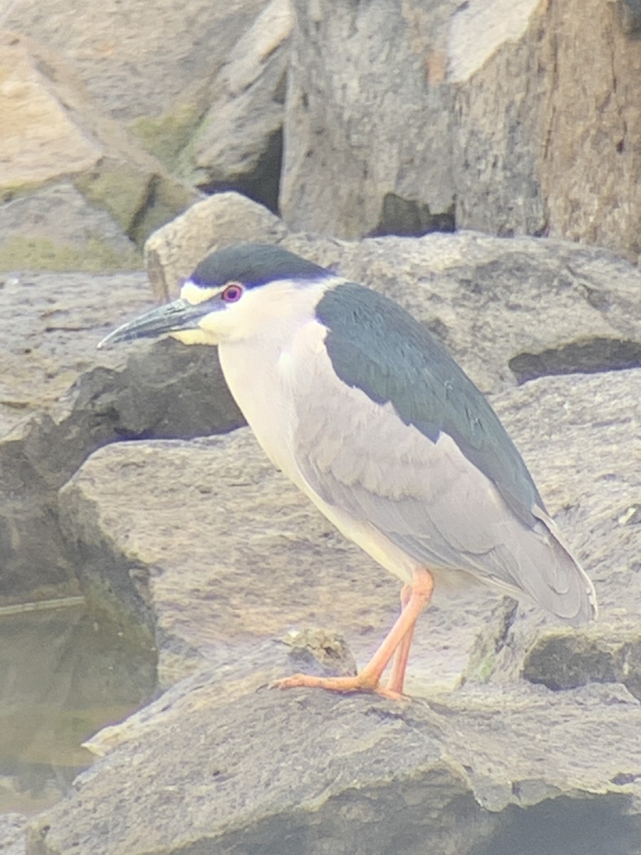 Black-crowned Night Heron - ML330123471