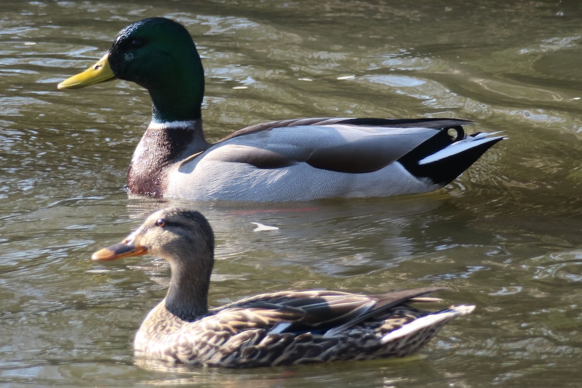 Basahatea - ML330123601