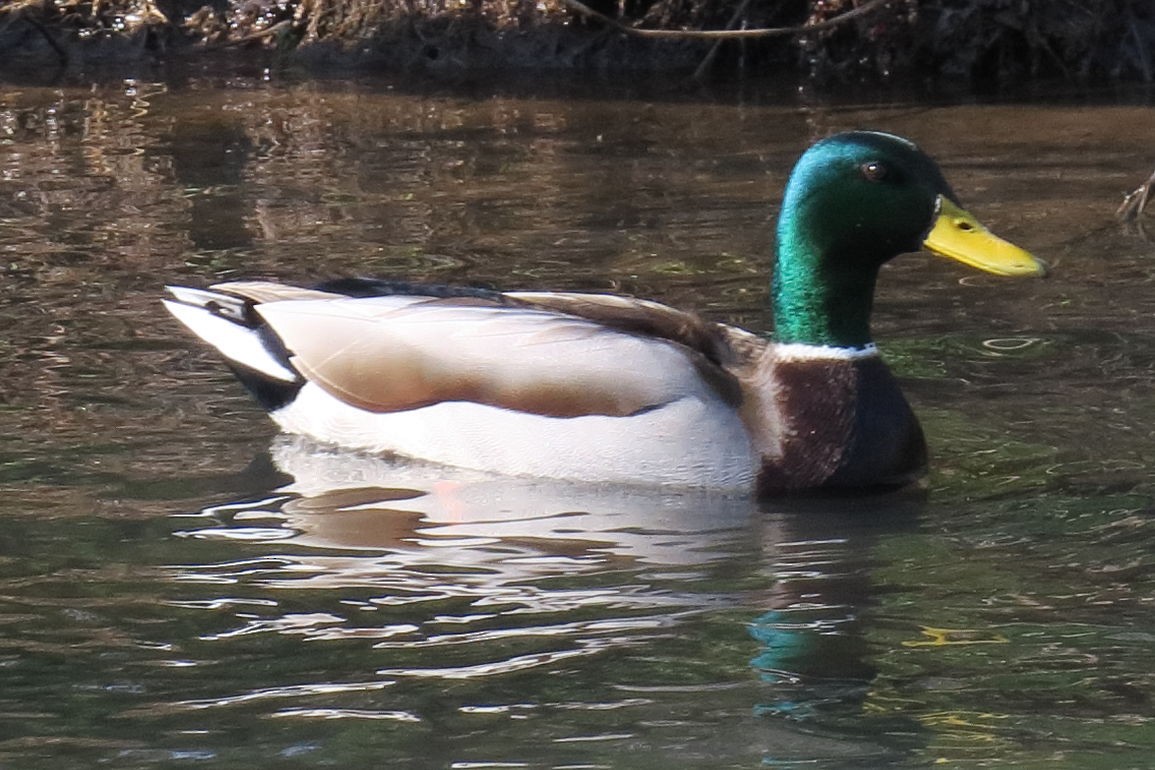 Basahatea - ML330123691