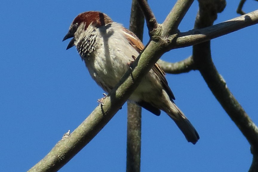 Etxe-txolarrea - ML330124011