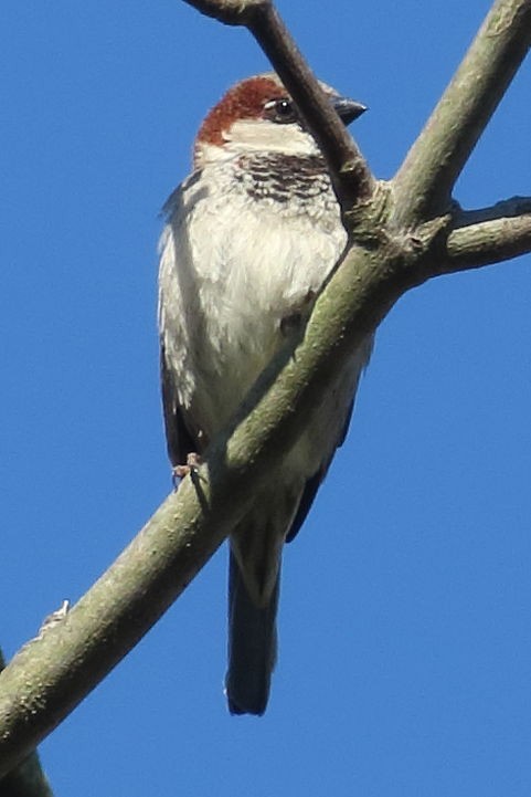 Etxe-txolarrea - ML330124131