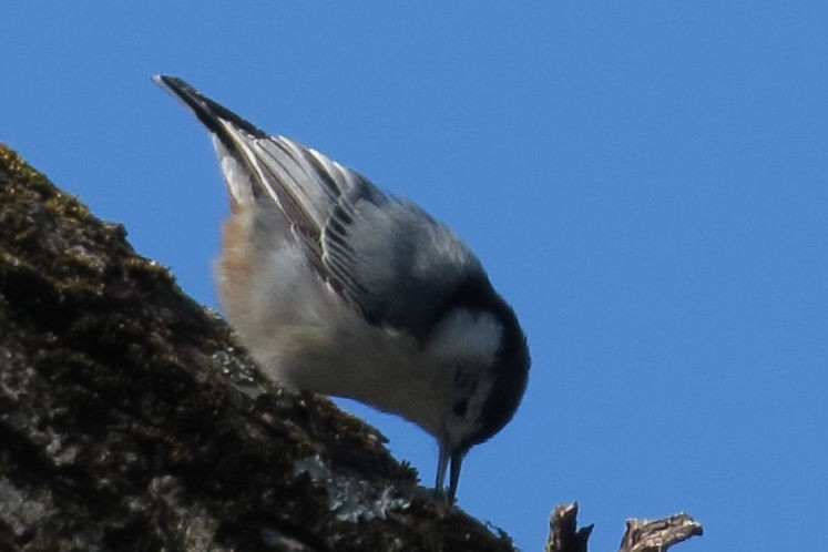 White-breasted Nuthatch - ML330124561