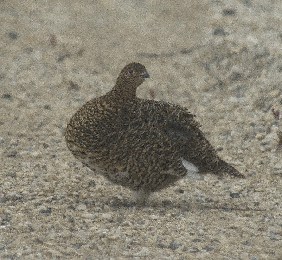 Willow Ptarmigan - ML330124671