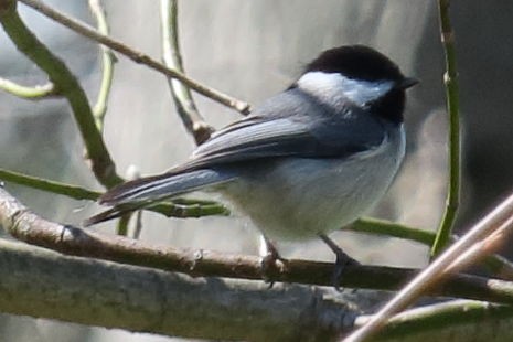 Carolina Chickadee - ML330124771