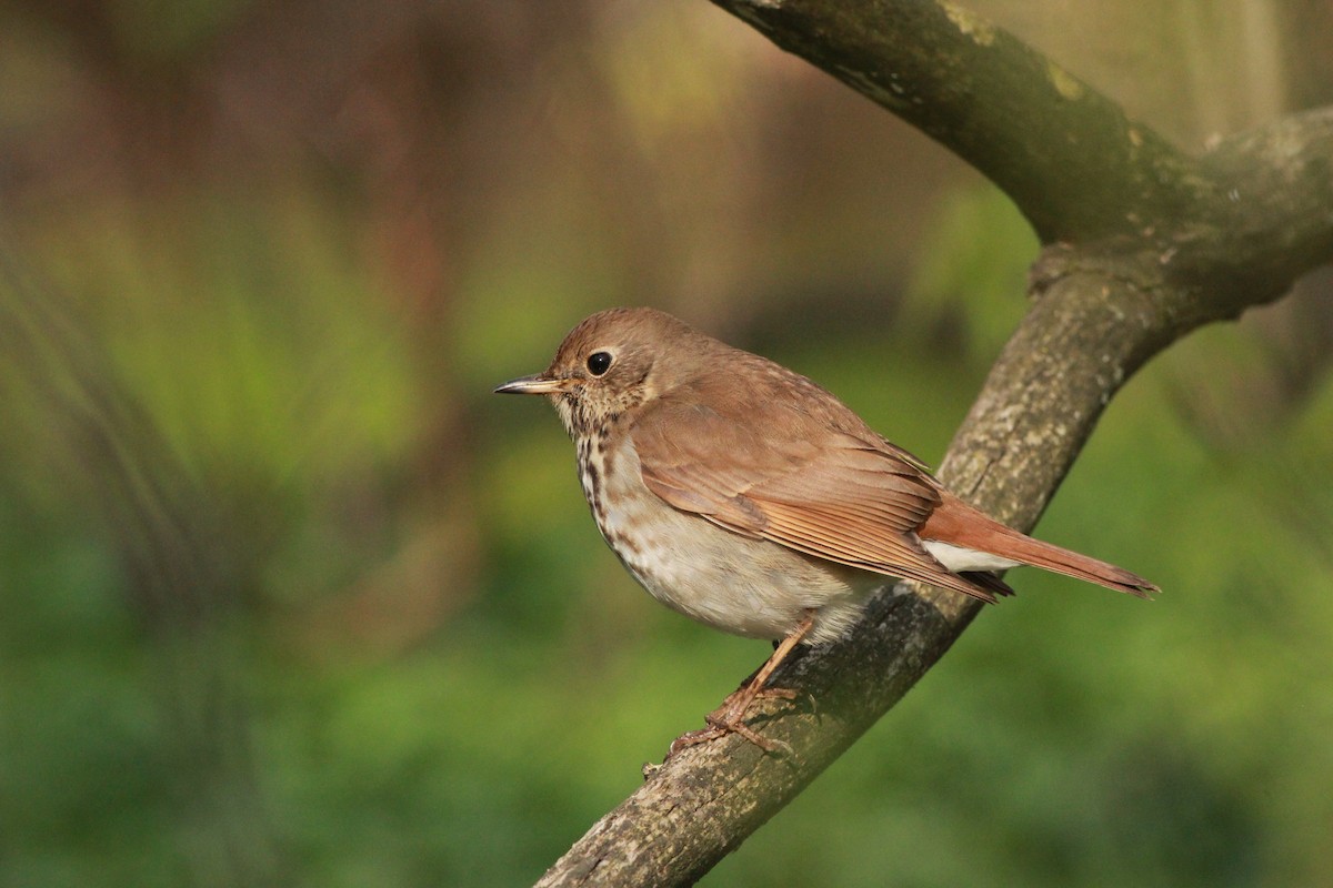 Hermit Thrush - Sander Willems