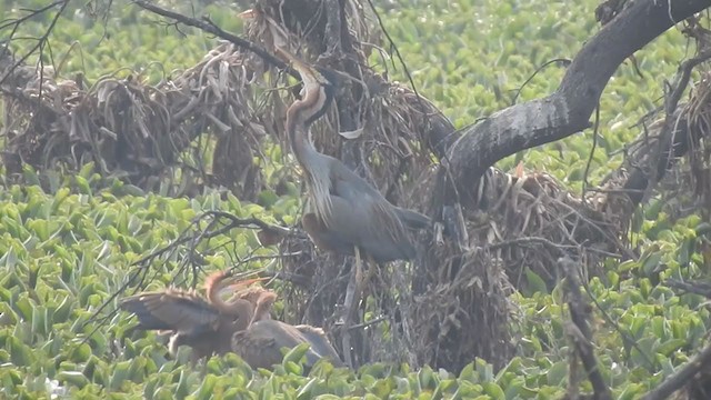 Purple Heron - ML330125231