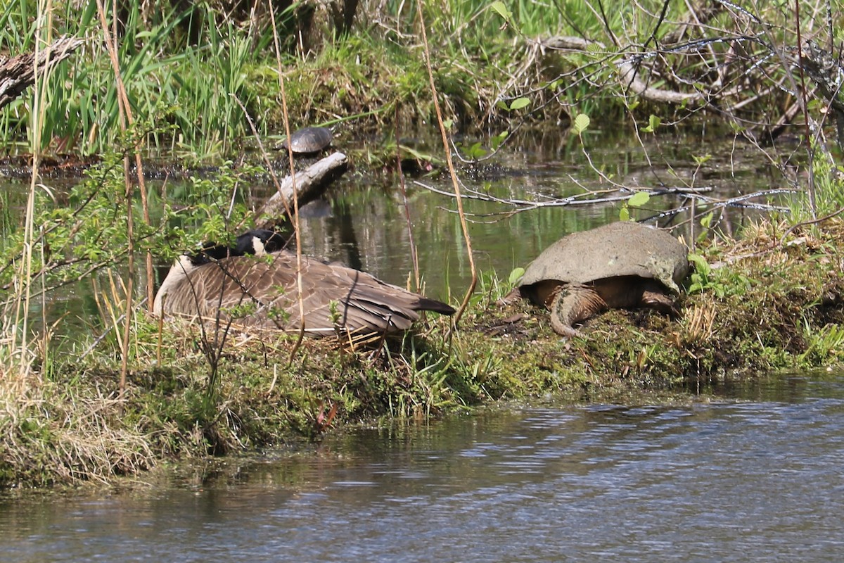 Canada Goose - ML330125681