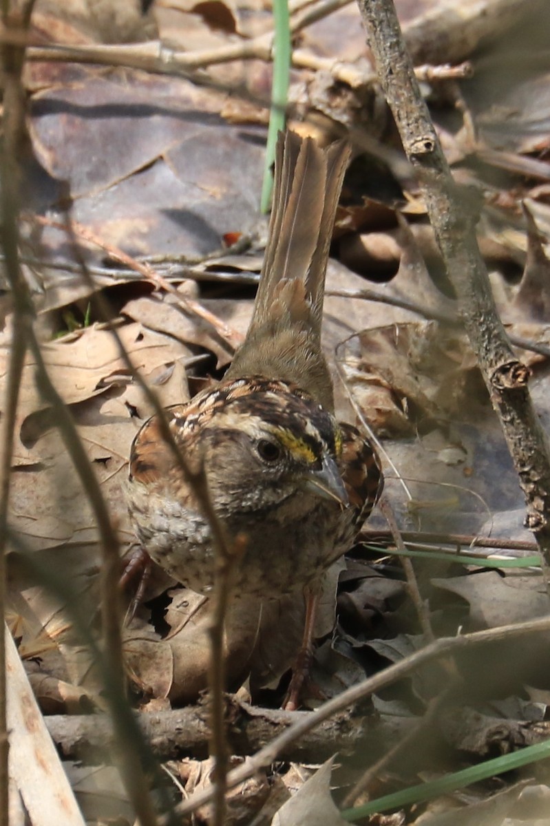 White-throated Sparrow - ML330125841