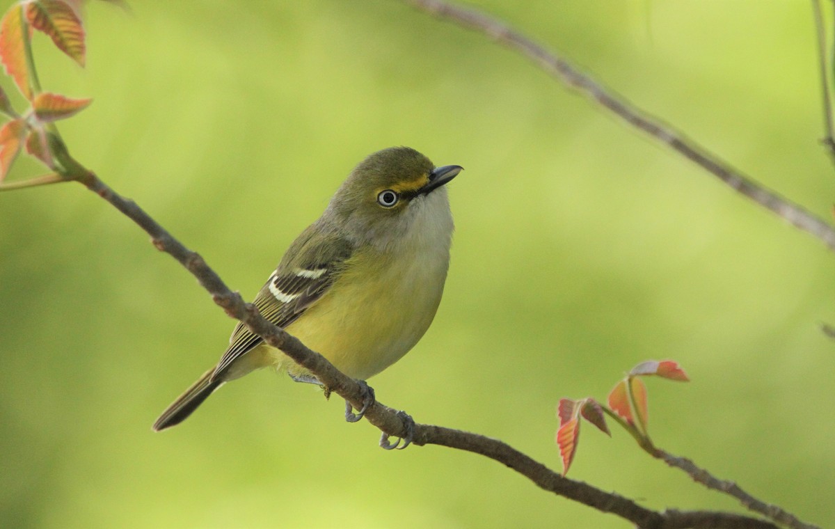 White-eyed Vireo - ML330126351