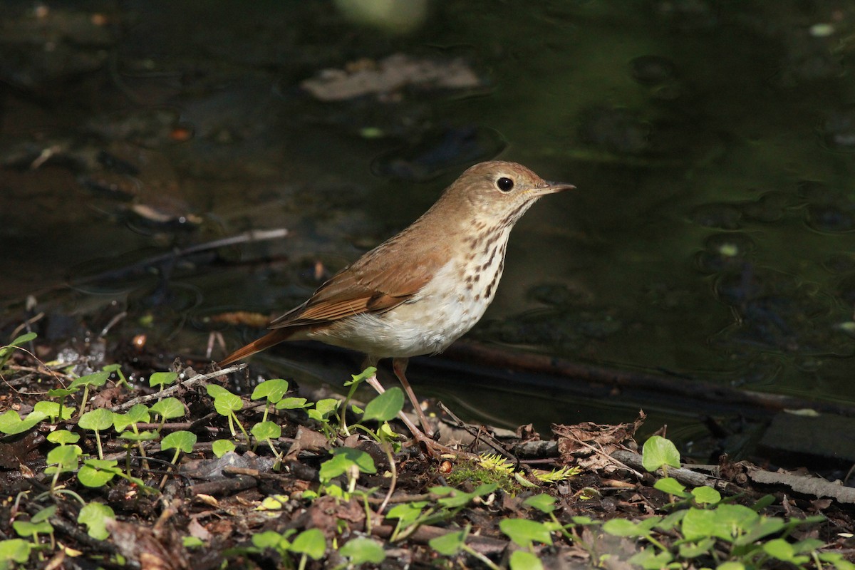 Hermit Thrush - Sander Willems