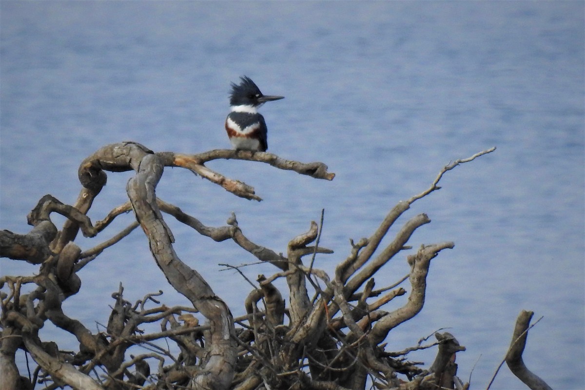 Belted Kingfisher - ML330127691