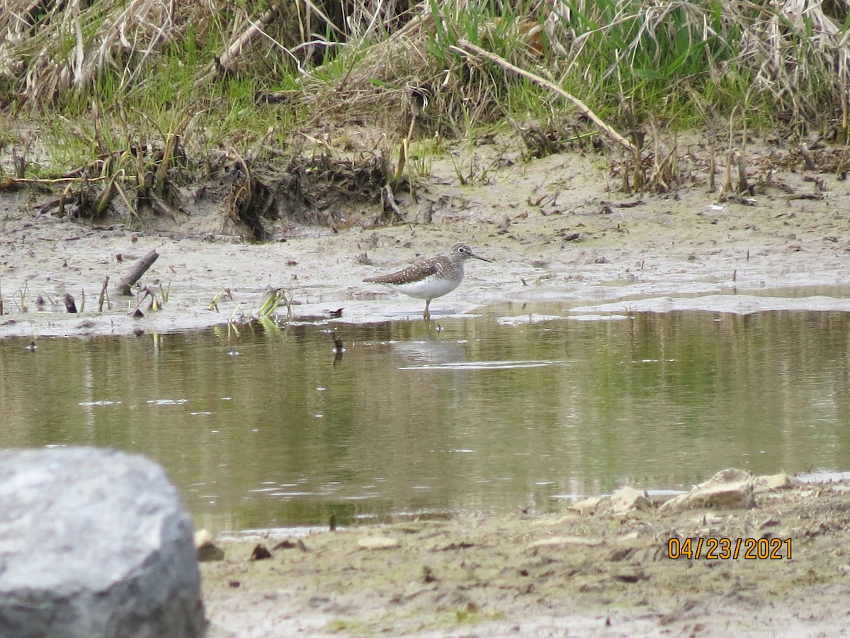 Solitary Sandpiper - ML330128681