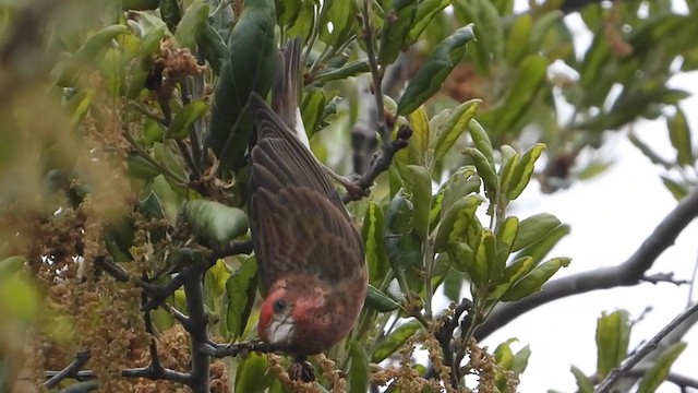 Purple Finch - ML330131941