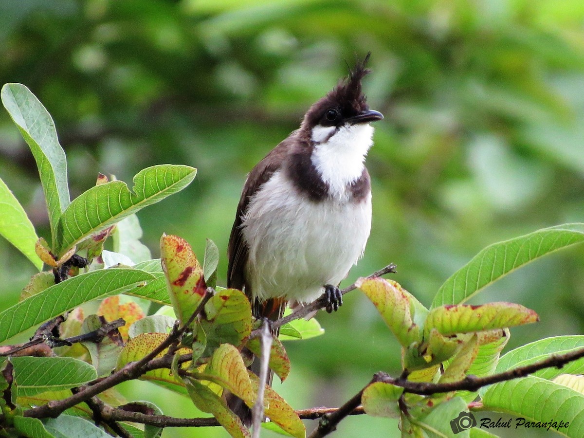 Red-whiskered Bulbul - Rahul Paranjape