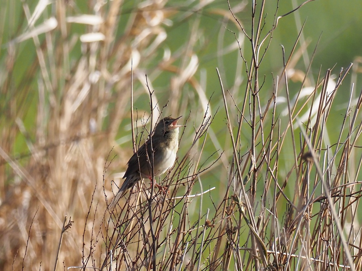 Common Grasshopper Warbler - ML330133641