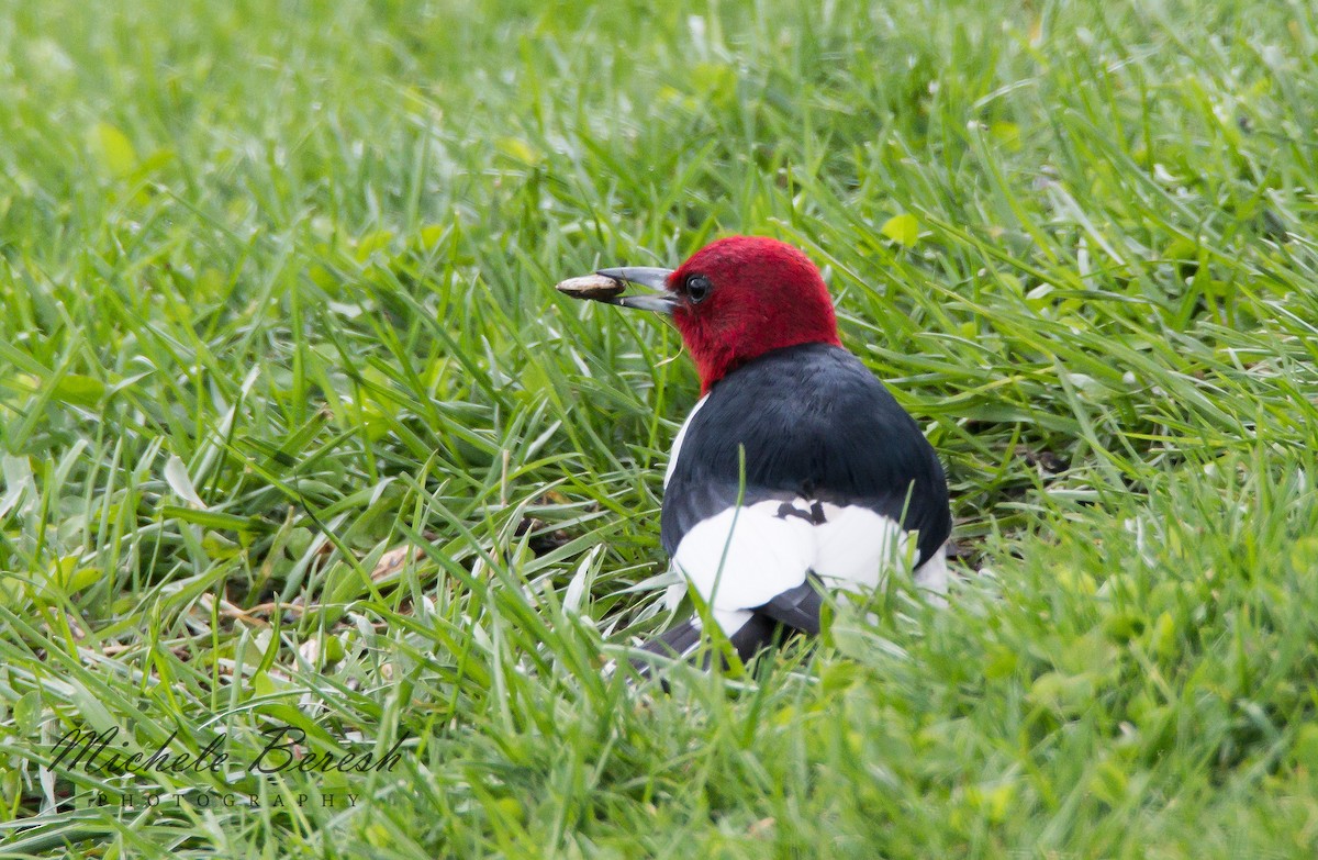 Red-headed Woodpecker - ML330134761