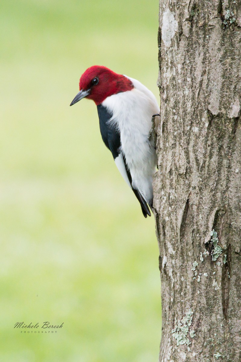 Red-headed Woodpecker - ML330134781