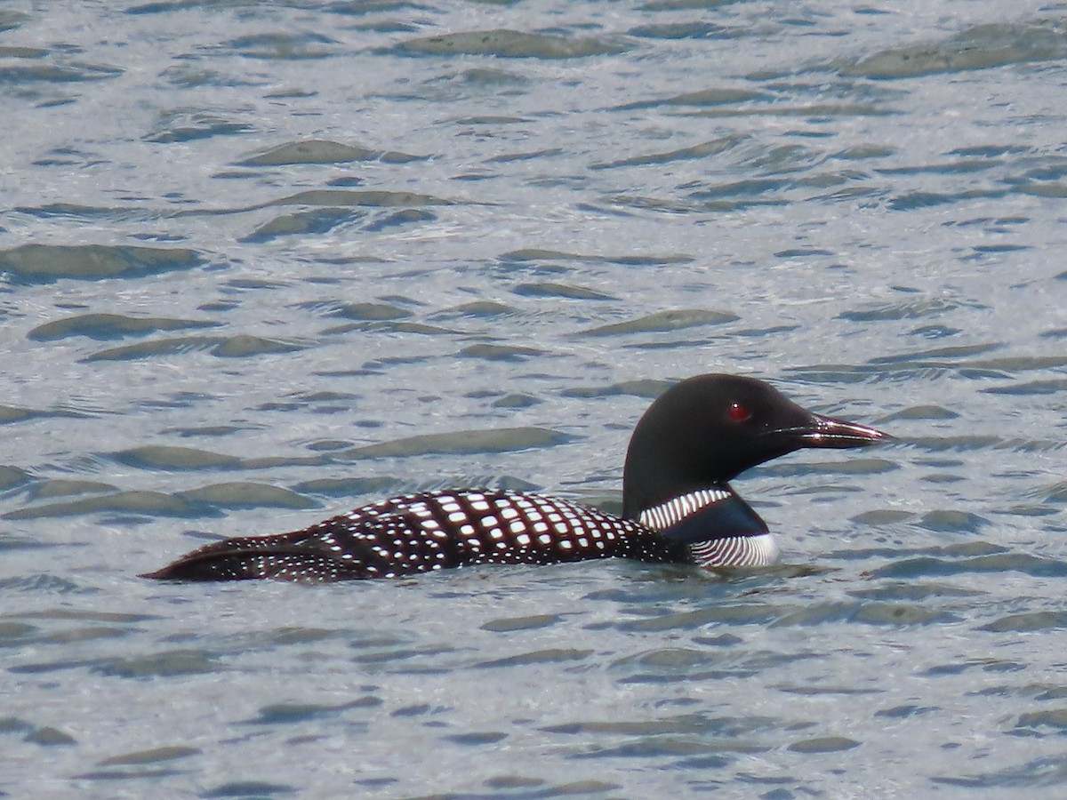 Common Loon - ML330135141