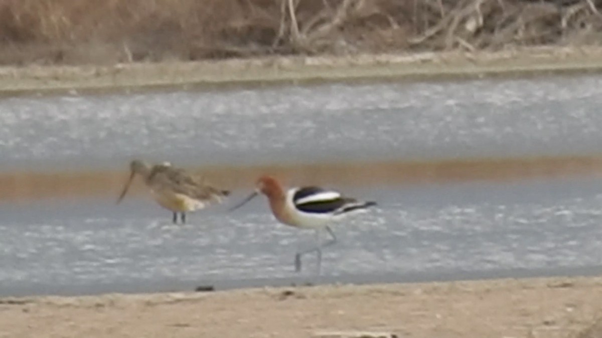 Marbled Godwit - ML330135501