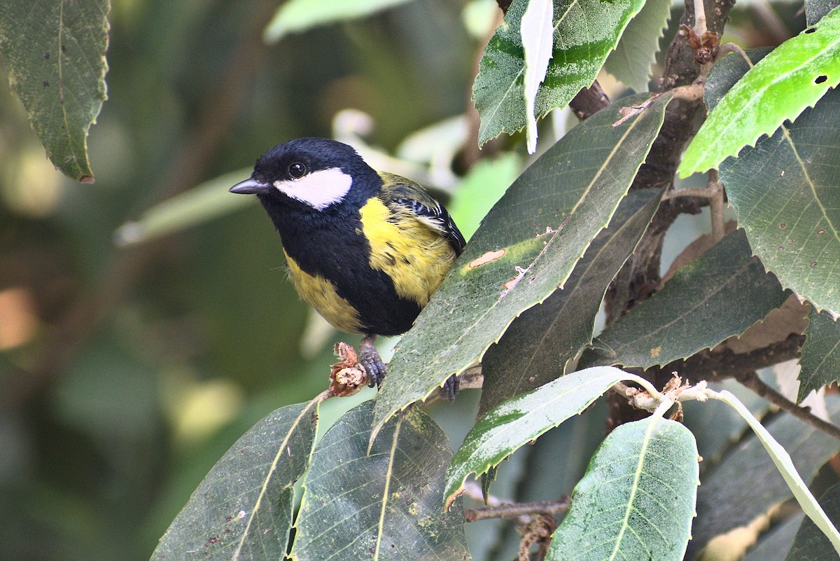 Green-backed Tit - ML330135831