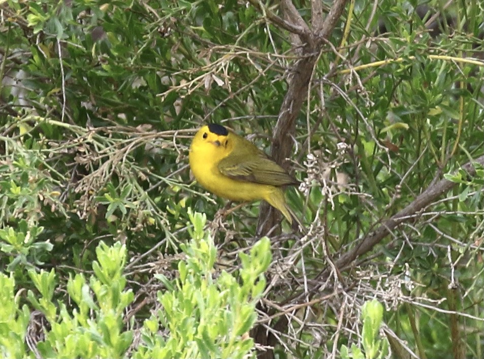 Wilson's Warbler - ML330136211