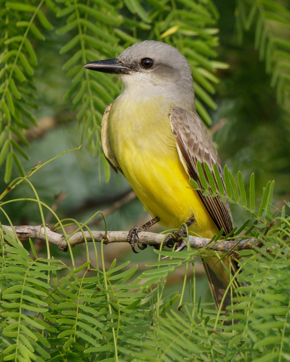 Tropical Kingbird - ML330136951