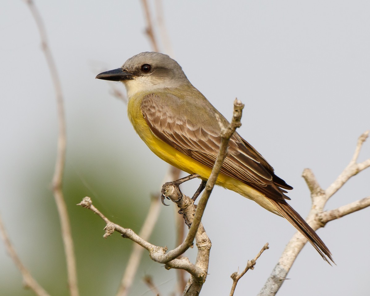 Tropical Kingbird - ML330136961