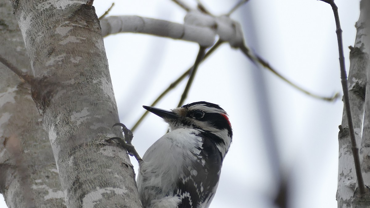 Hairy Woodpecker (Eastern) - ML330137221