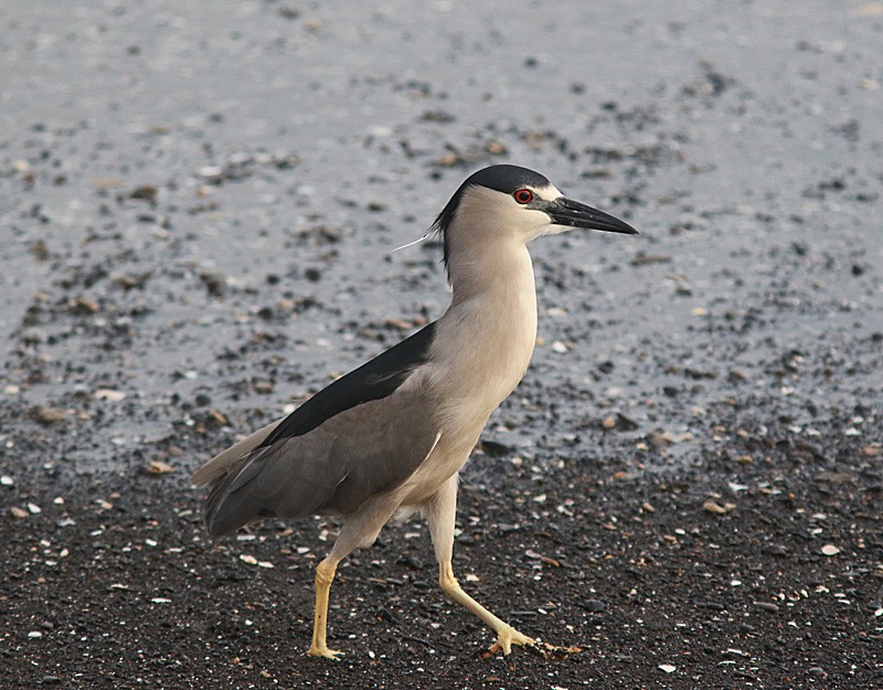 Black-crowned Night Heron (American) - ML330138111