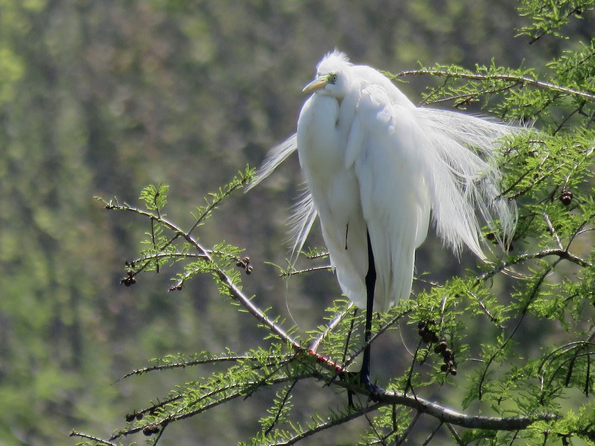 Great Egret - Gregg Friesen