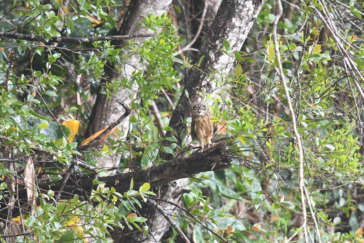 Short-eared Owl (Hawaiian) - ML330138891