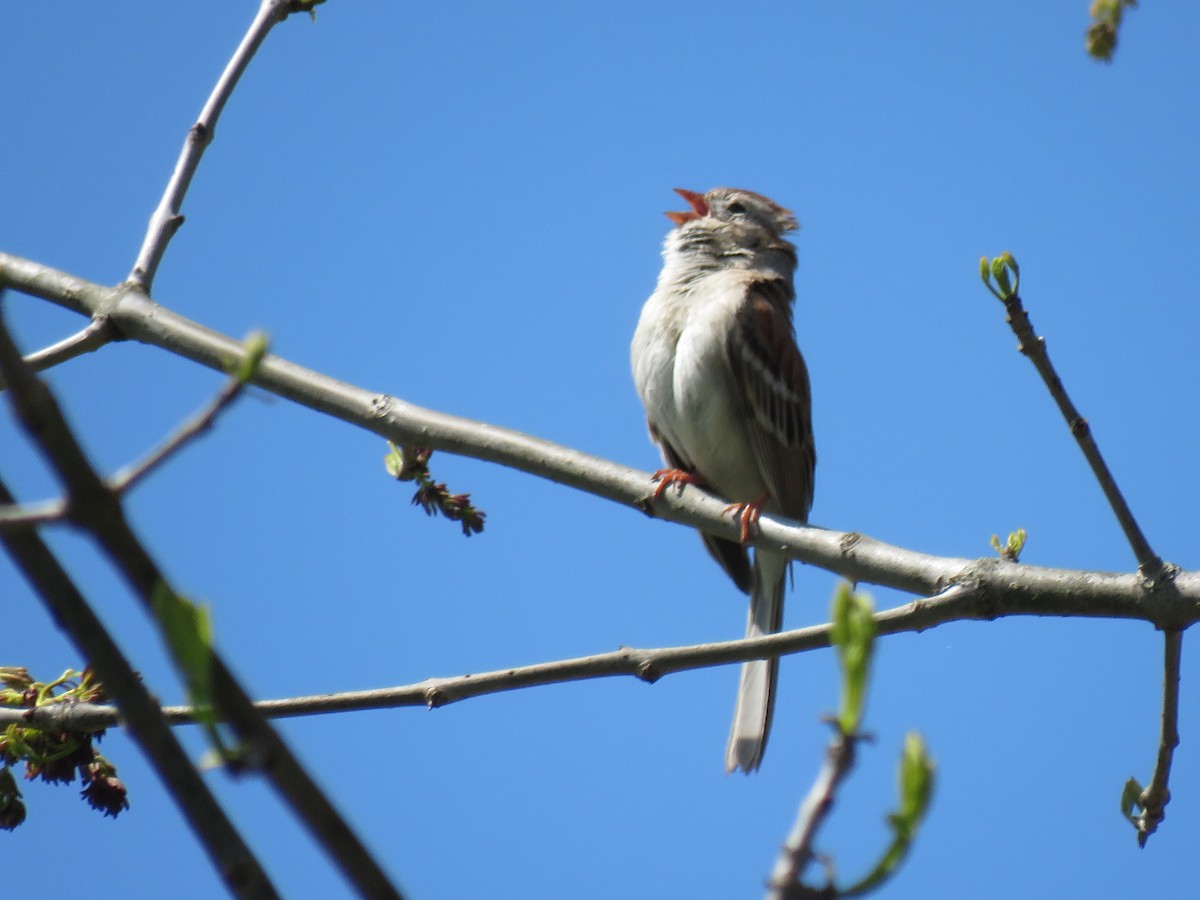 Field Sparrow - ML330138911