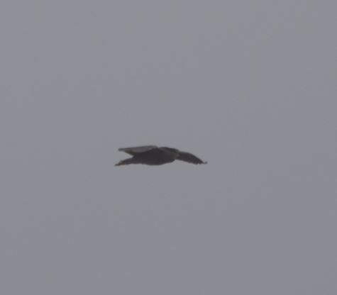 Black-crowned Night Heron - ML330139281