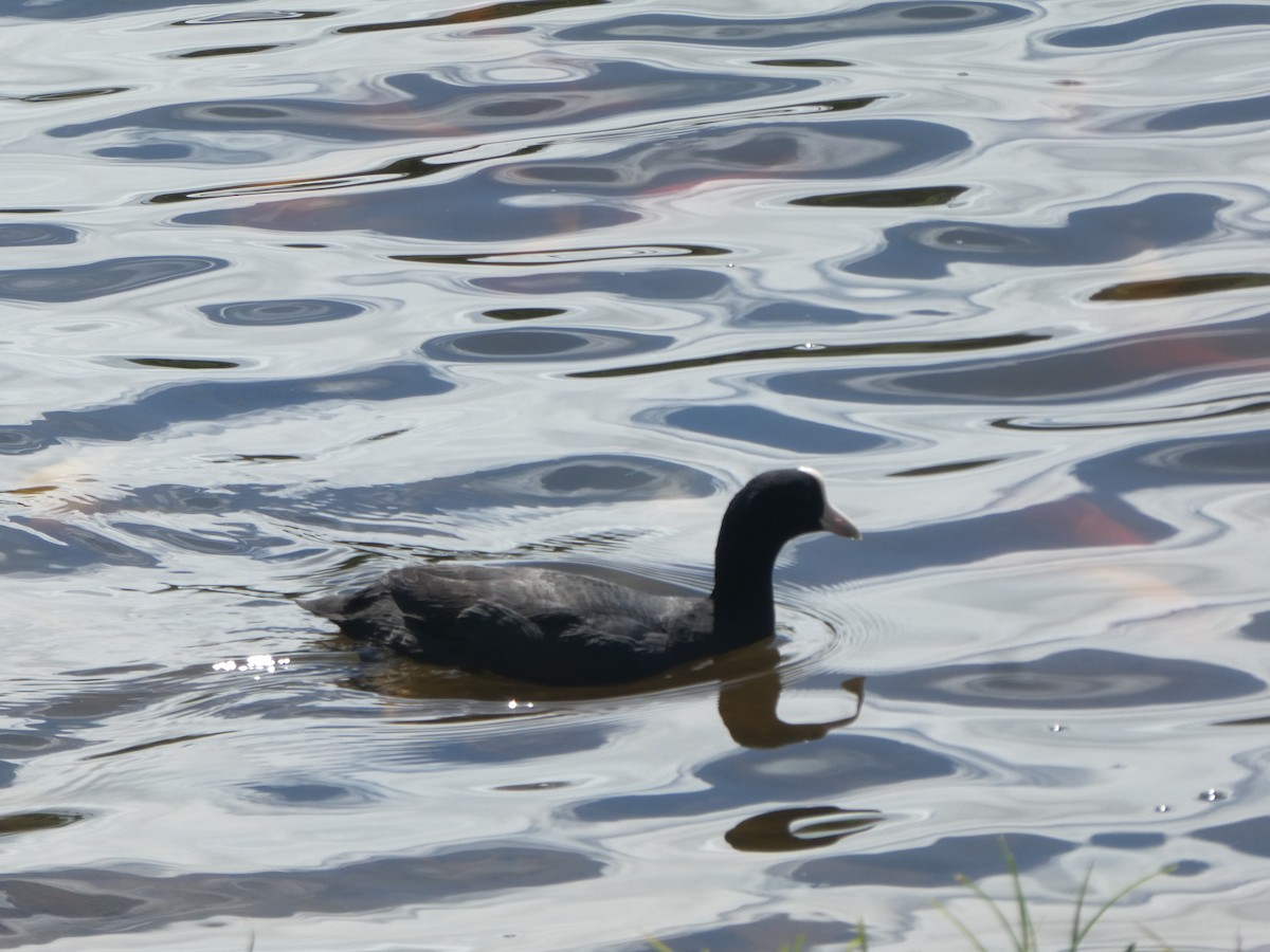 Hawaiian Coot - ML330142001
