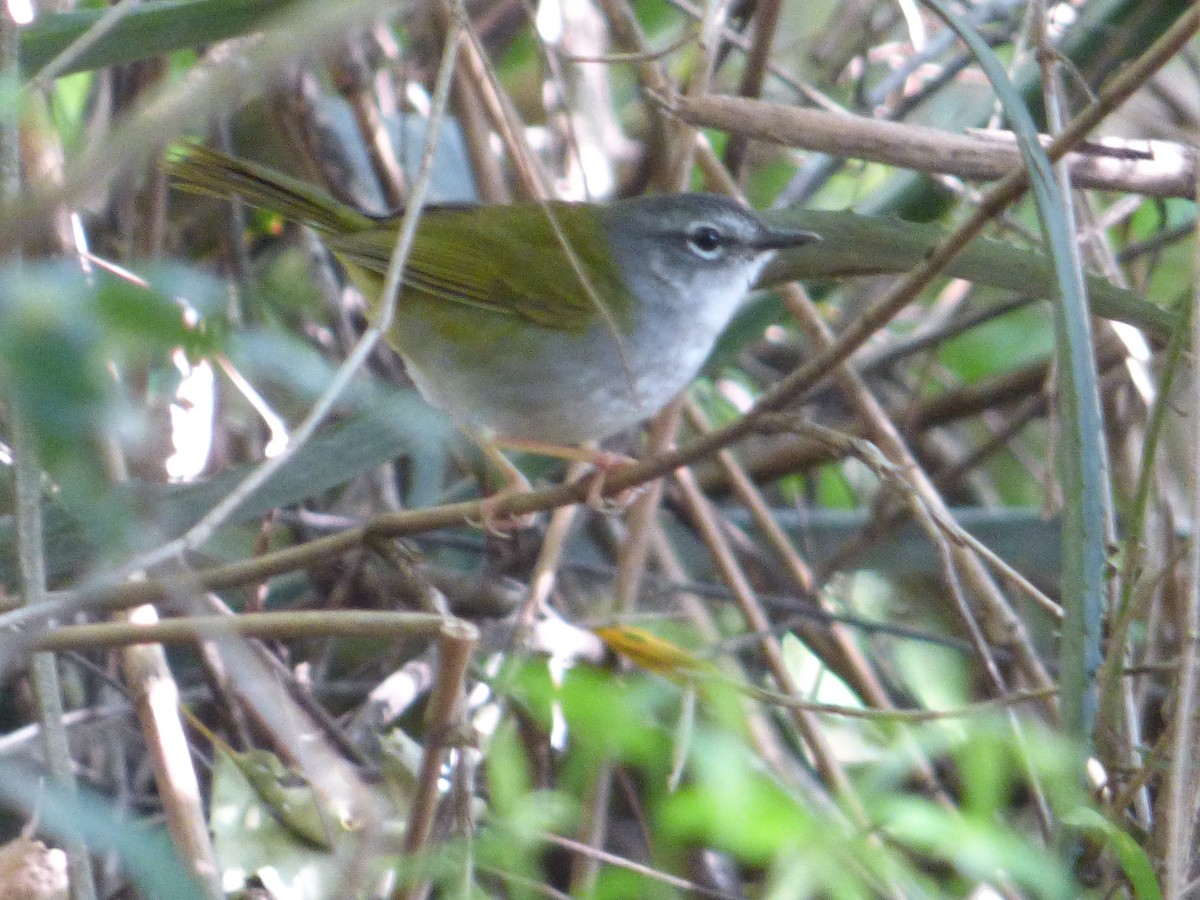 White-browed Warbler - Silvia Enggist