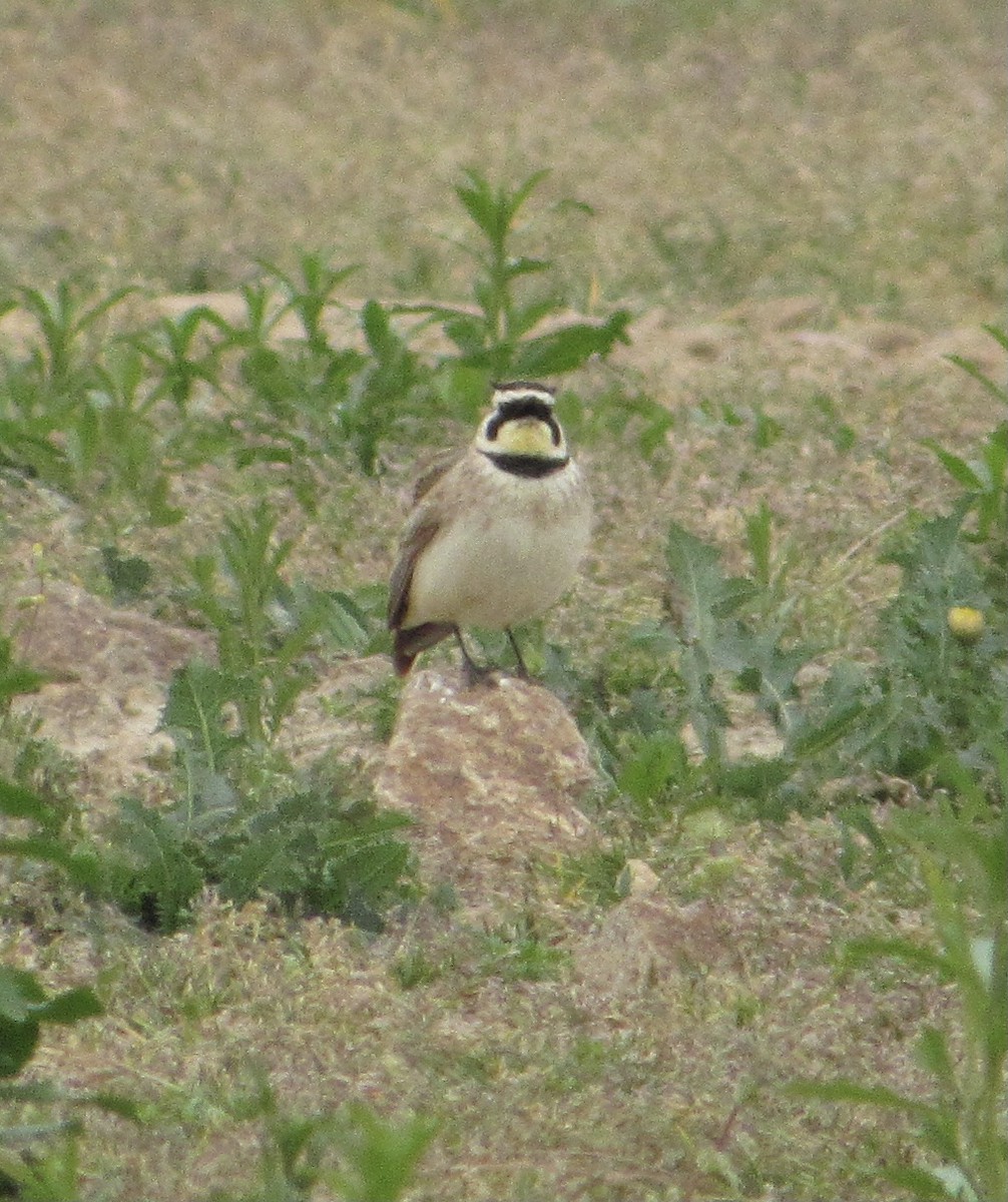 Horned Lark - ML330142231