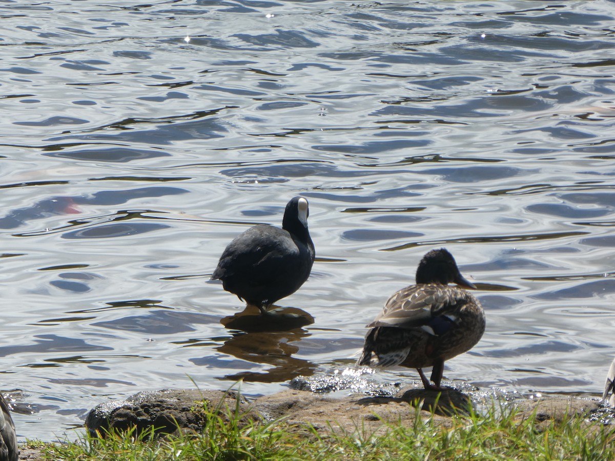 Hawaiian Coot - ML330142291