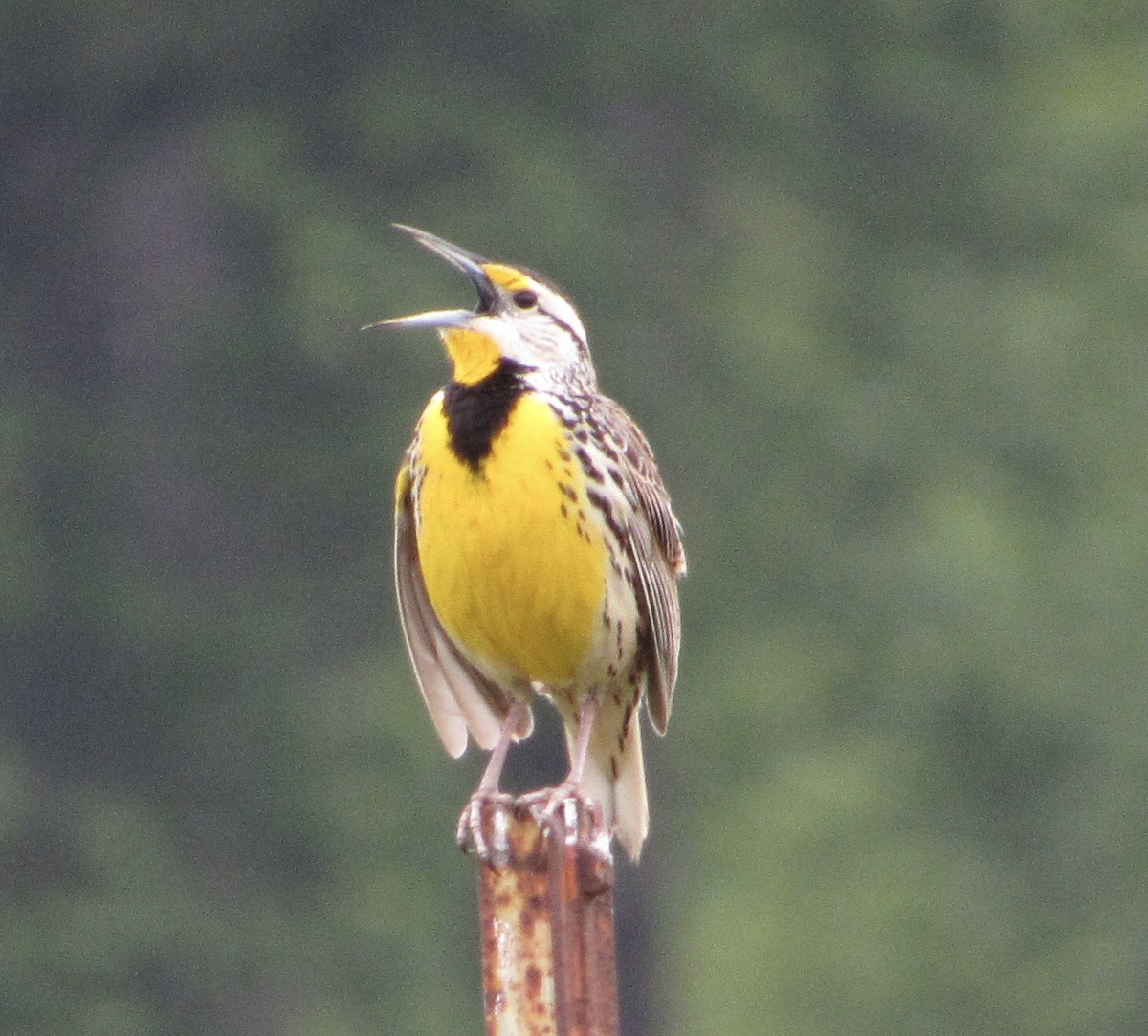 Eastern Meadowlark - ML330142351