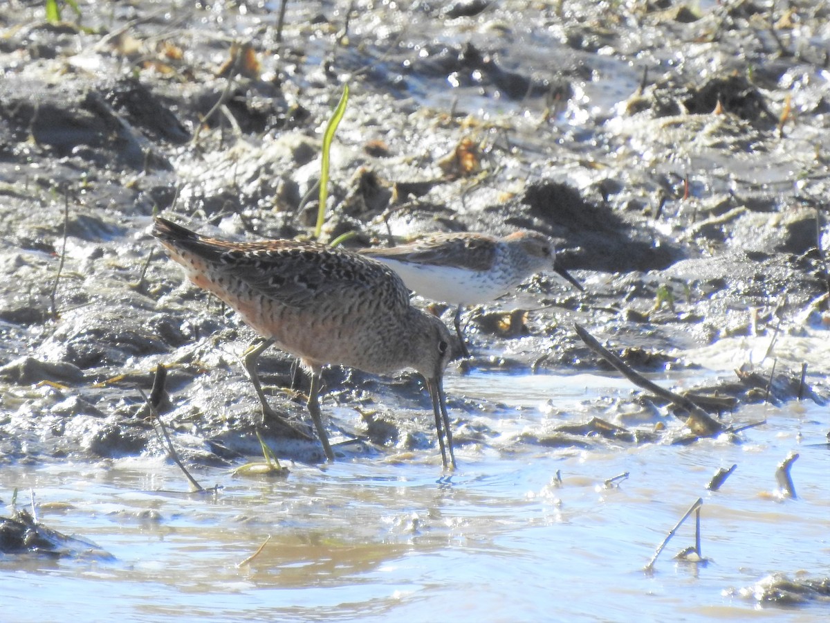 Western Sandpiper - ML330143221