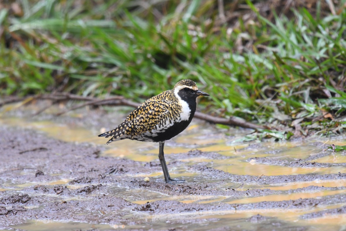 Pacific Golden-Plover - ML330143371