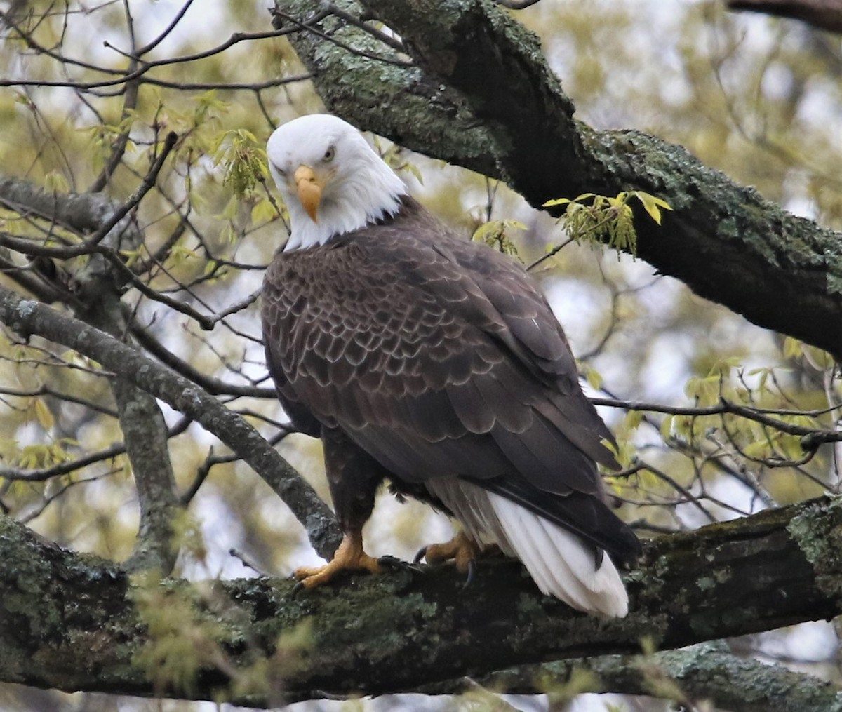 Weißkopf-Seeadler - ML330143791