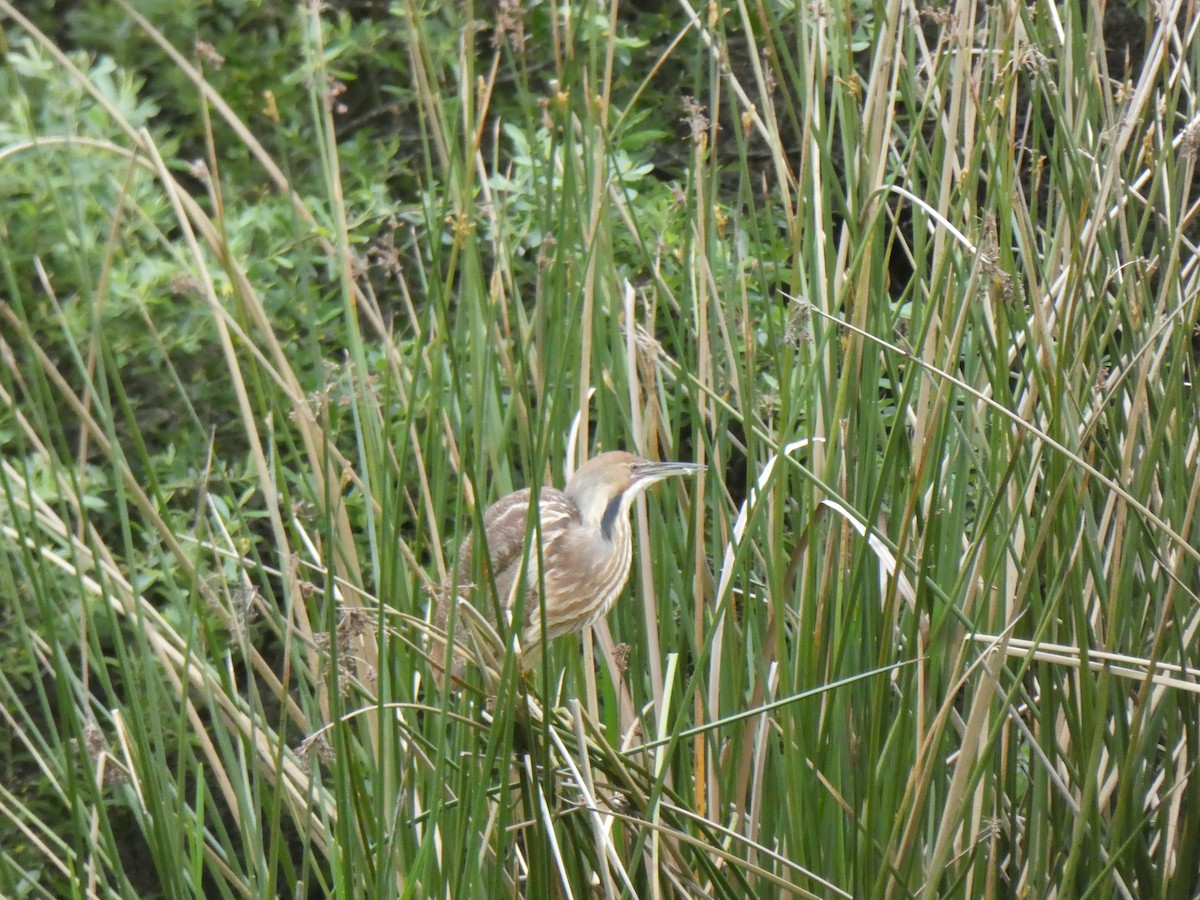 American Bittern - ML330144891