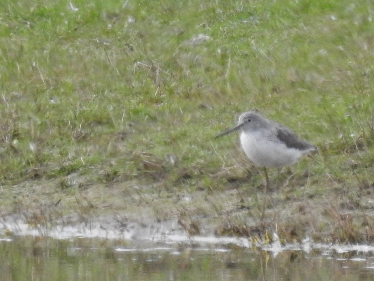 Common Greenshank - ML330145091