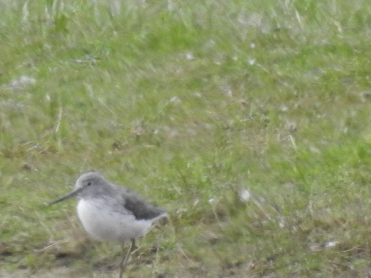 Common Greenshank - ML330145371