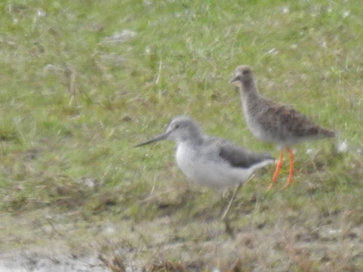 Common Greenshank - ML330145591