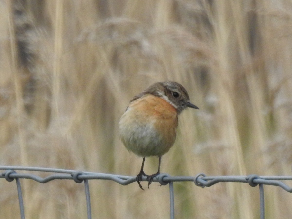 European Stonechat - ML330145891